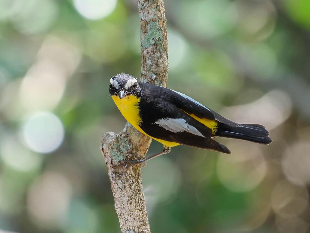 Vogel Fotografie, Vogel Bild, die meisten schön Vogel Fotografie, Natur Fotografie foto