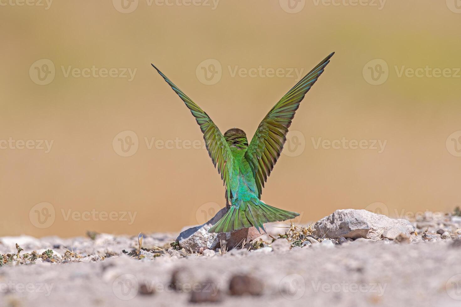 blauwangig Bienenesser, merops Persikus Flügel öffnen dorsal Sicht. foto