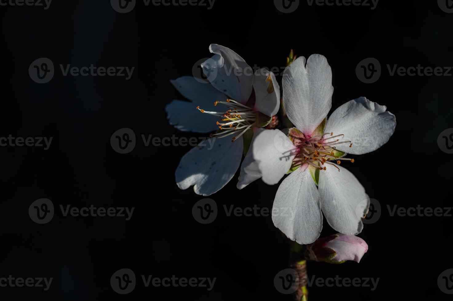 das Blume von das Mandel Baum Das blüht im Frühling. Nahansicht Schuss. foto