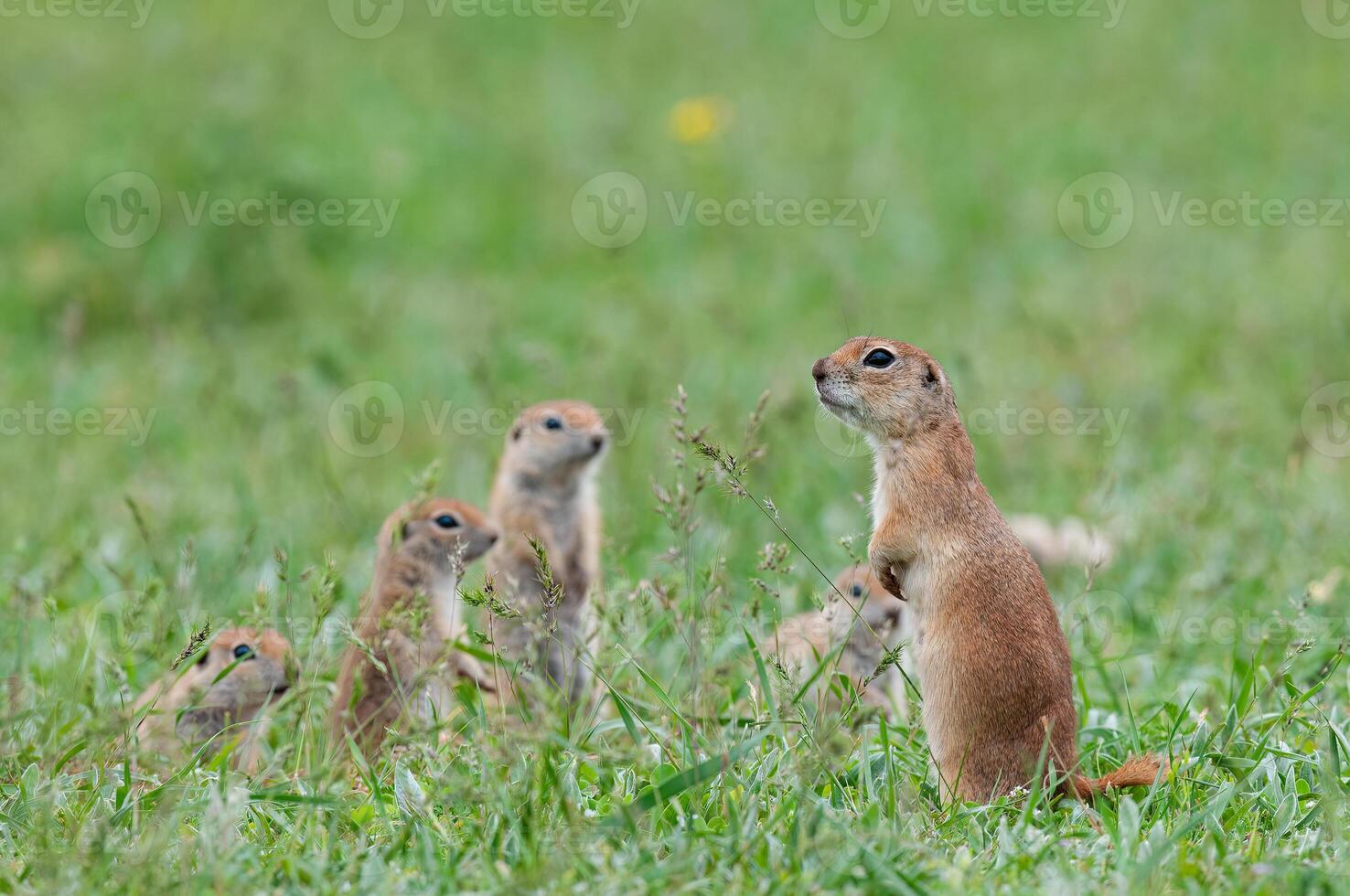 ein Gruppe von neugierig Boden Eichhörnchen Welpen im das Gras. süß komisch Tier Boden Eichhörnchen. Grün Natur Hintergrund. foto