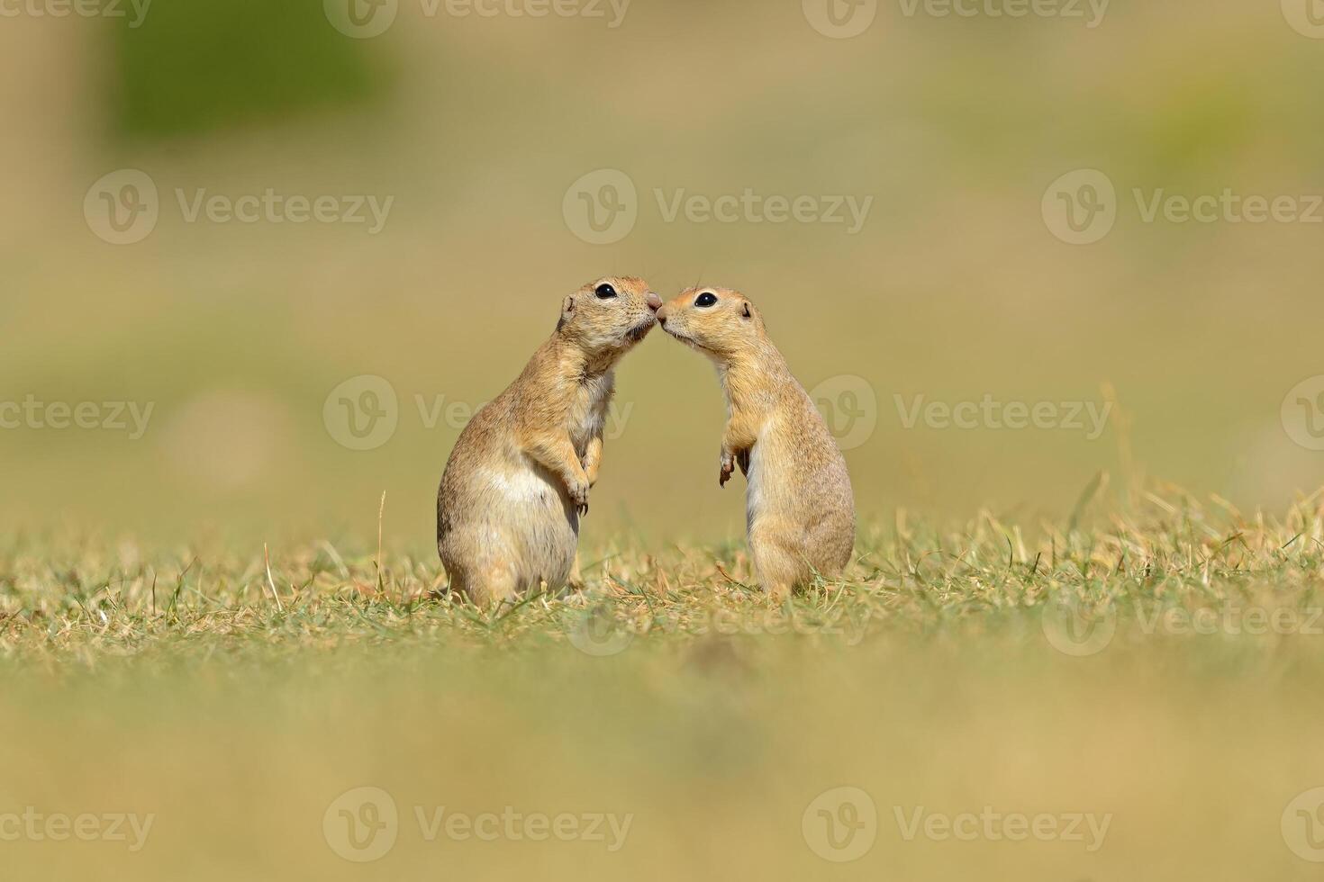 zwei Eichhörnchen suchen beim jeder andere. anatolisch Souslik-Boden Eichhörnchen foto