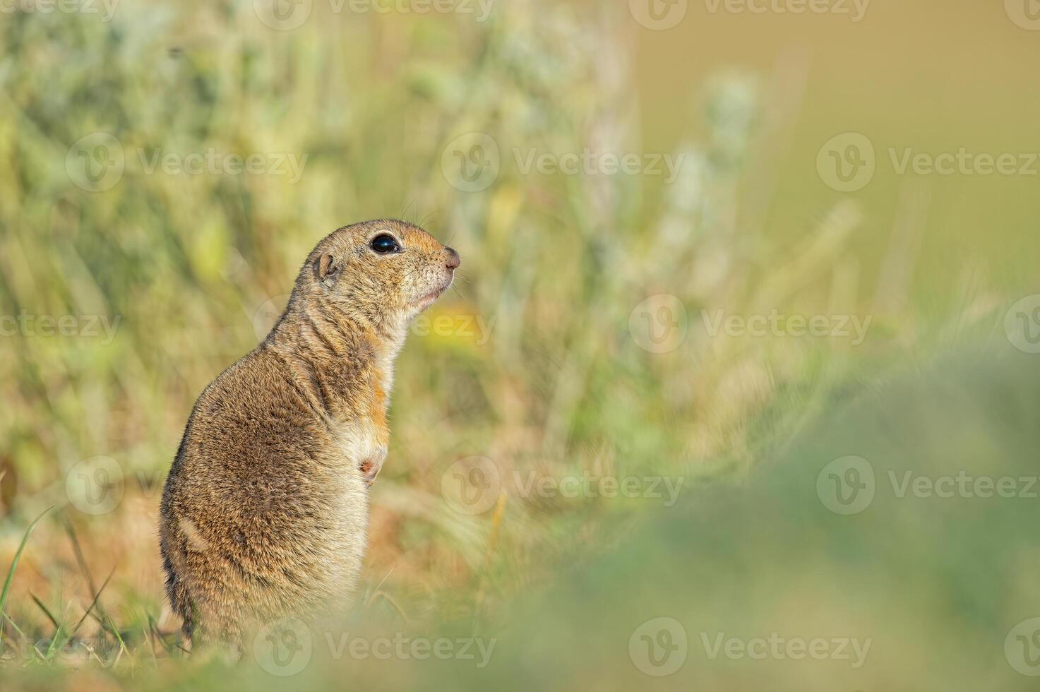 anatolisch Souslik-Boden Eichhörnchen Spermophilus xanthoprymnus. foto