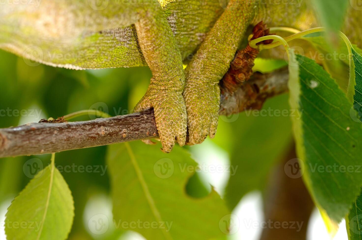 Nahansicht Fuß Schuss von ein Chamäleon Gehen auf ein Baum Ast. foto