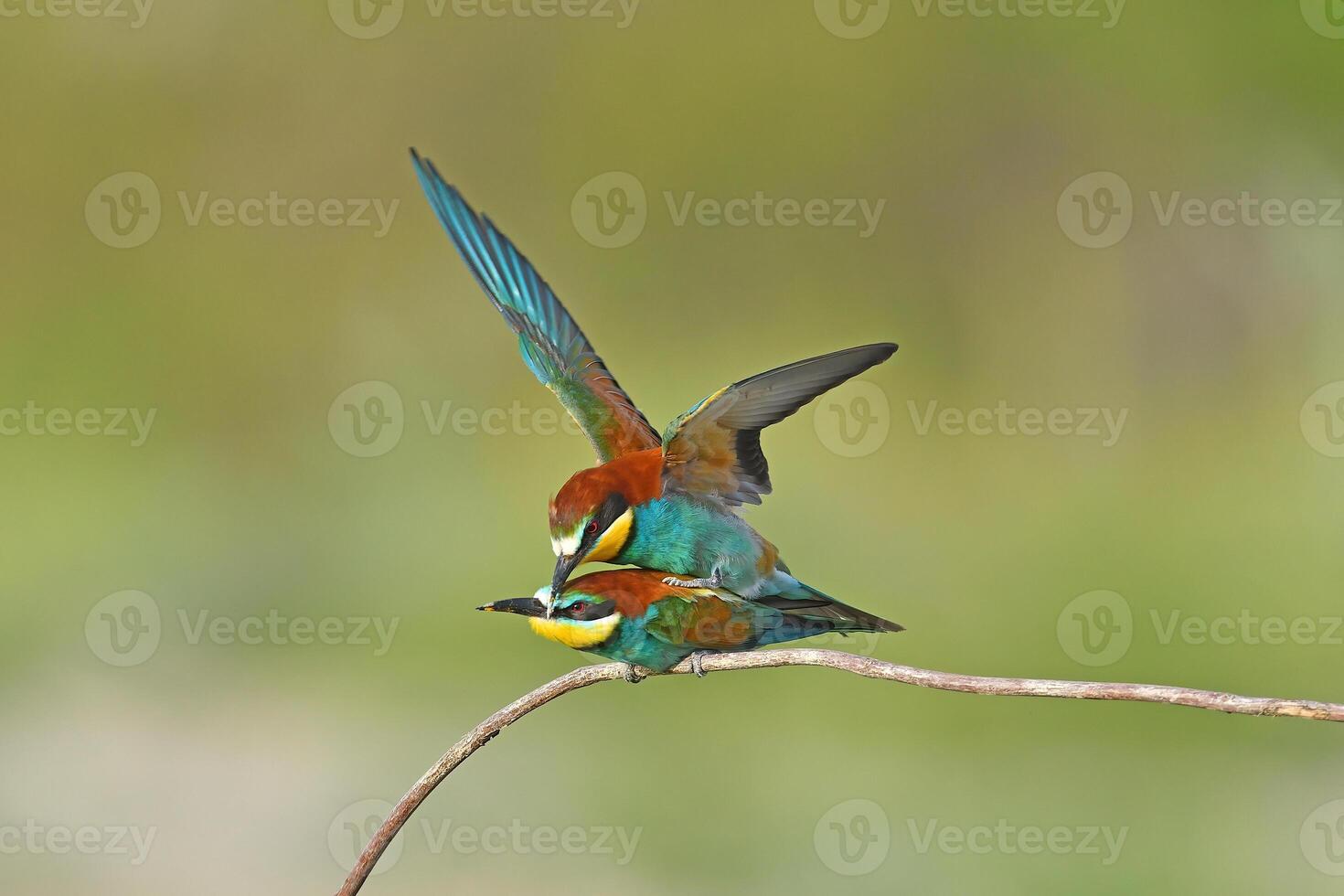 zwei europäisch Bienenesser, merops Apiaster, Sitzung auf ein Stock Paarung, im nett warm Morgen Licht, Burdur, Türkei. foto