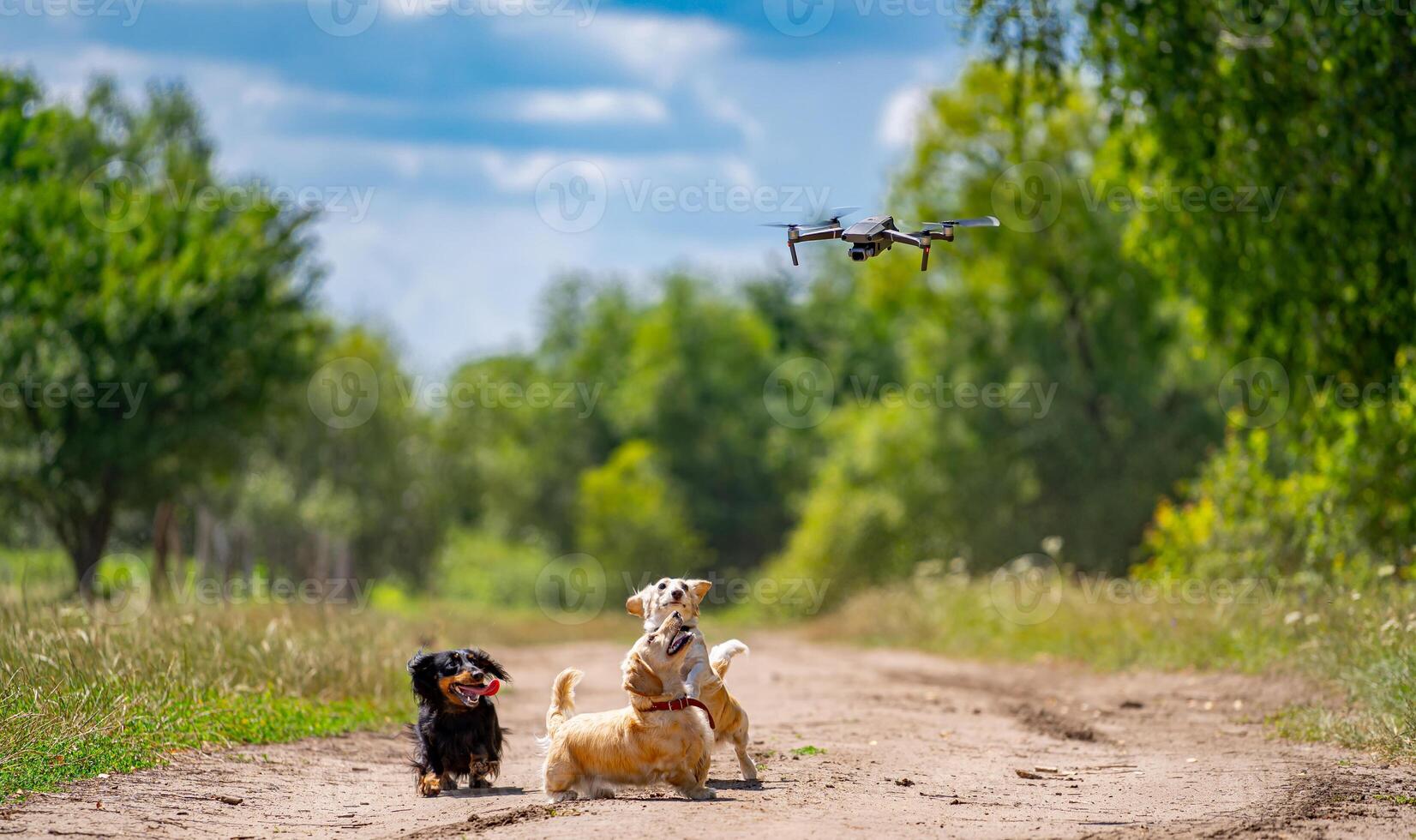 Hunde von klein Rassen sind spielen draussen. Grün Natur Hintergrund. Ingwer und schwarz Hund. foto