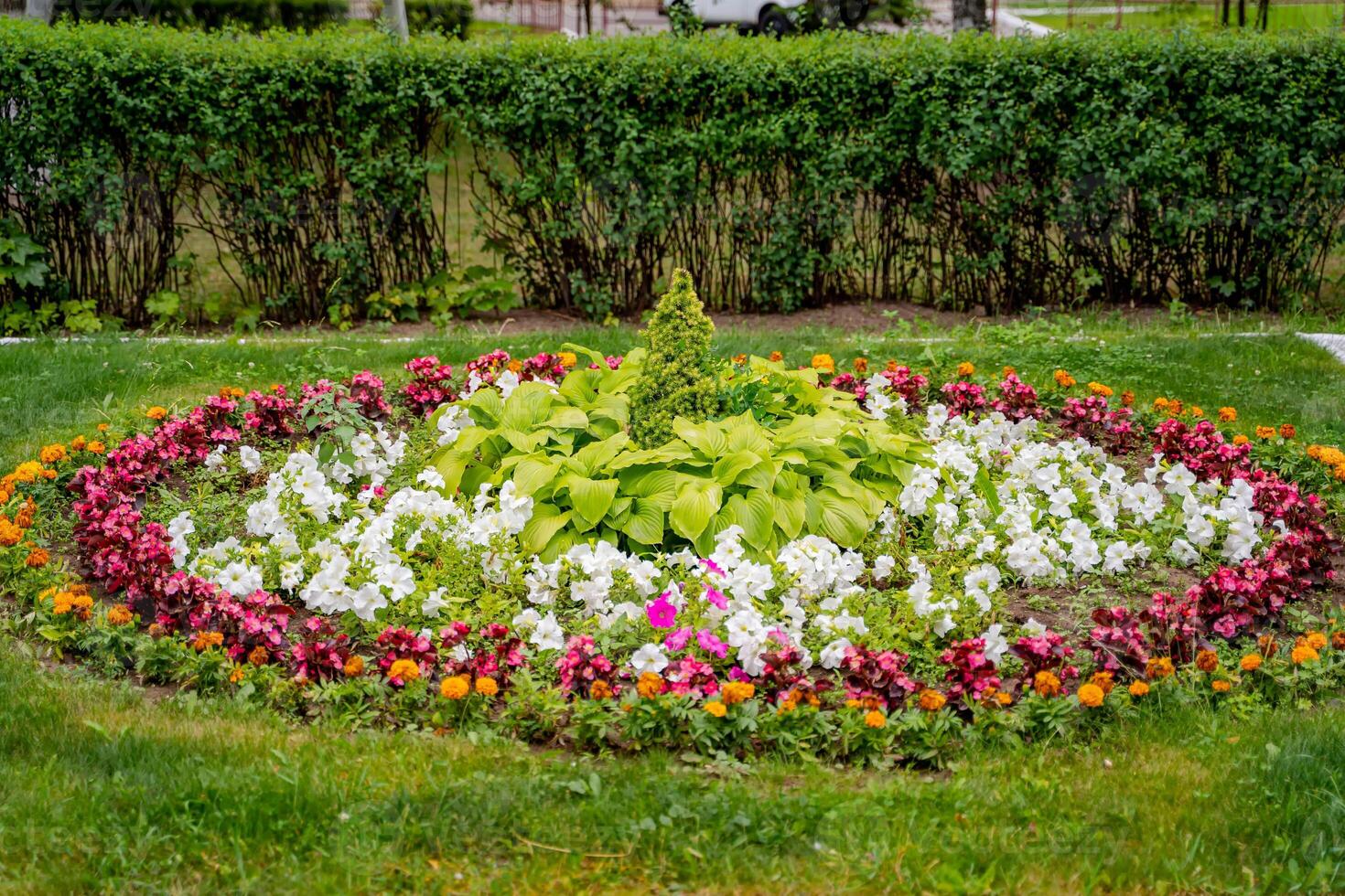 niedrigwüchsig krautig Pflanzen mit schön zart Rosa Blumen. Landschaft Design. foto