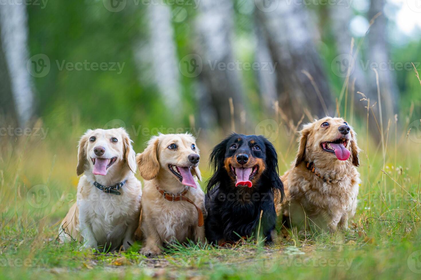 vier süß klein Hunde sind posieren auf Natur Hintergrund. verschwommen Hintergrund. Haustiere und Tiere. foto