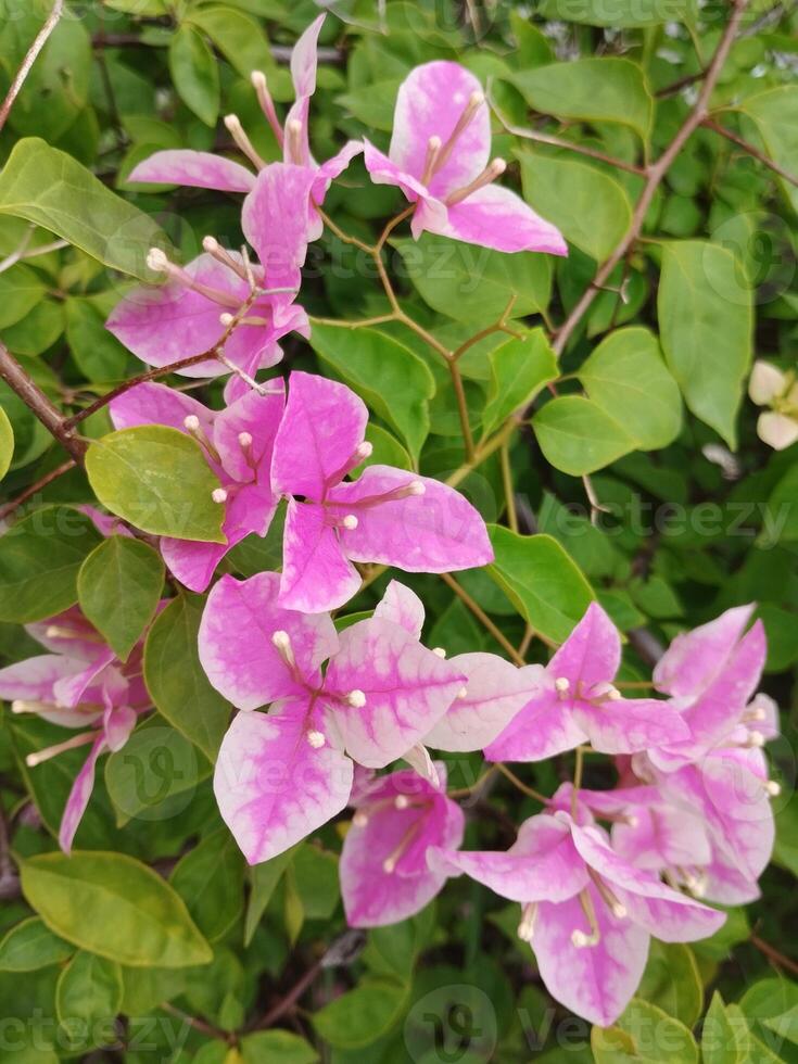 kreativ Layout gemacht von Grün Blätter und Rosa Blume.flach lay.natur consept foto