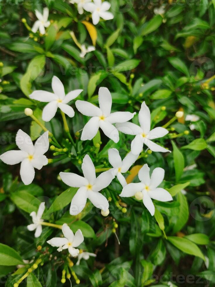 kreativ Layout gemacht von Grün Blätter und Weiß Blume.flach lay.natur consept foto