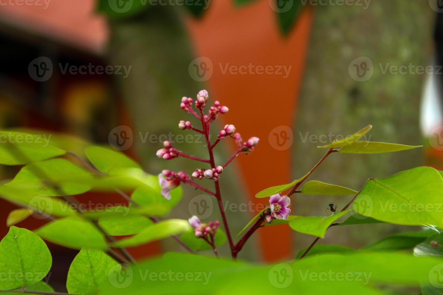 Blühen Blumen und Star Obst Blätter foto