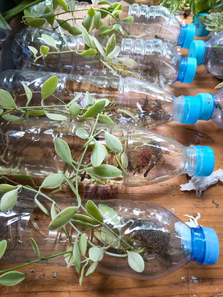 Gartenarbeit durch mit Plastik Flaschen wie ein Pflanzen Mittel foto