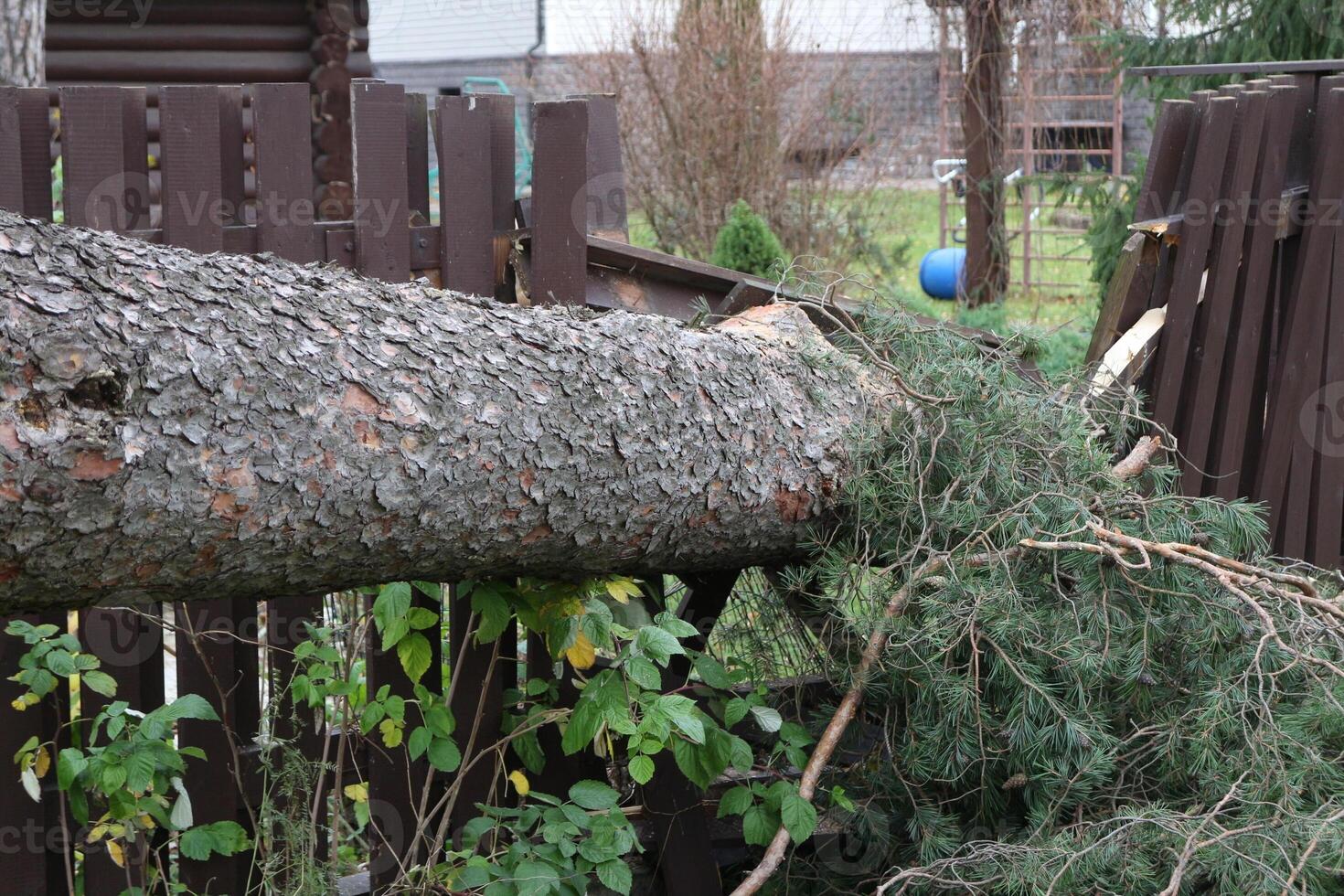 Hurrikan Pleite ein enorm Baum in der Nähe von das Haus und Pleite das Zaun foto