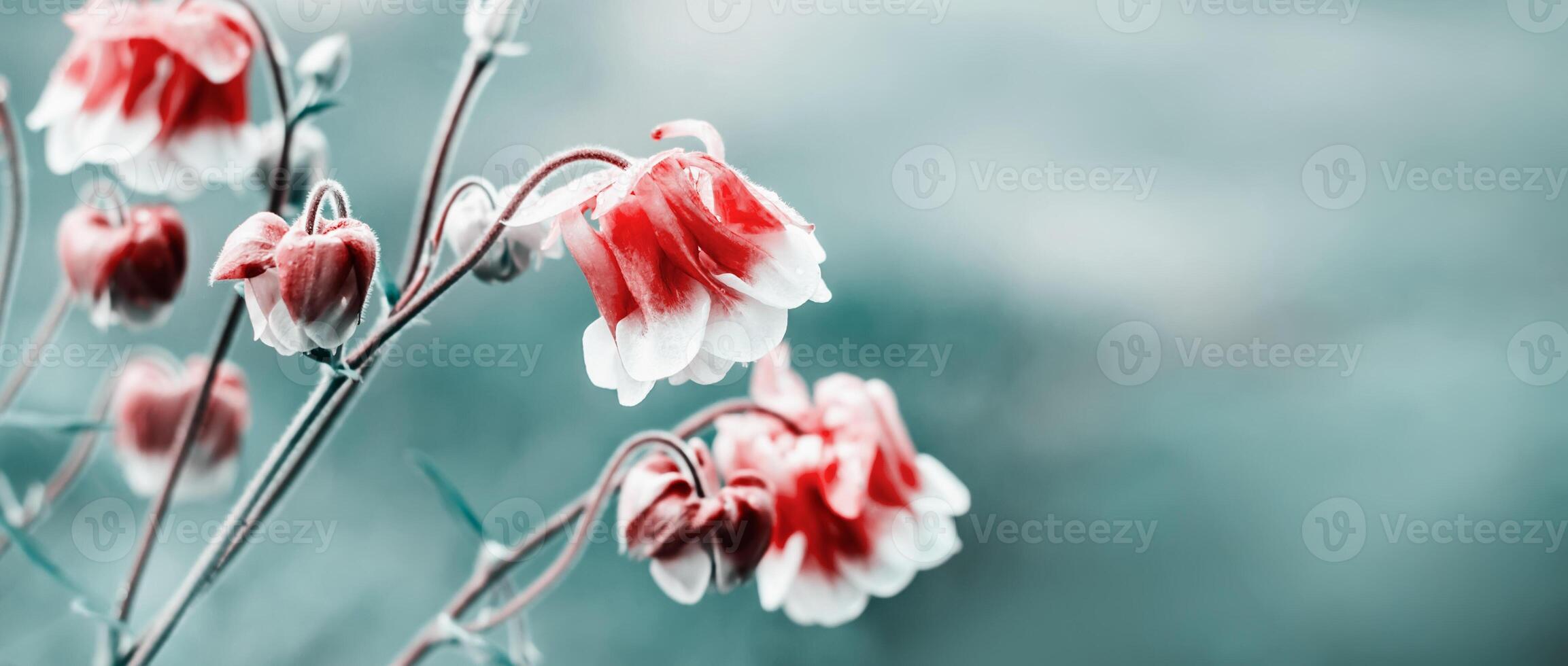 surreal Rosa Blumen Blühen. hell lebendig Farben. Natur Hintergrund. Sommer- surreal Banner foto