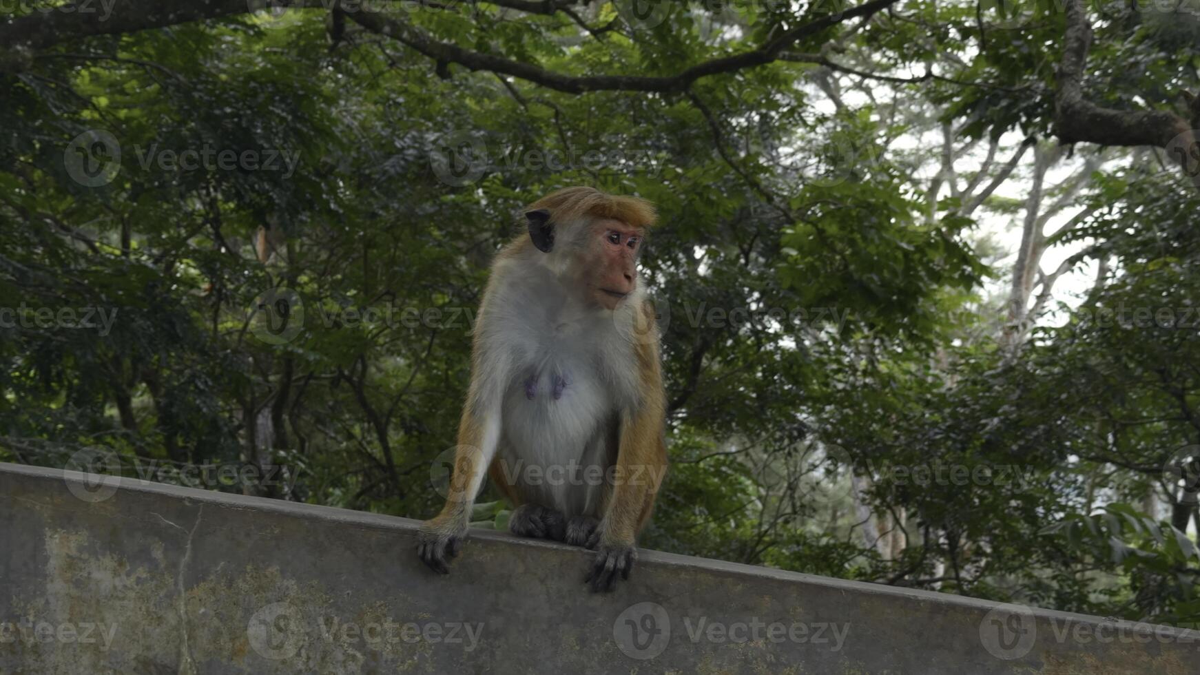 schön rot Affen im tropisch Park. Aktion. wild Affen auf Wandern Wanderwege im Dschungel. schön spielerisch Affen im tropisch setzt foto
