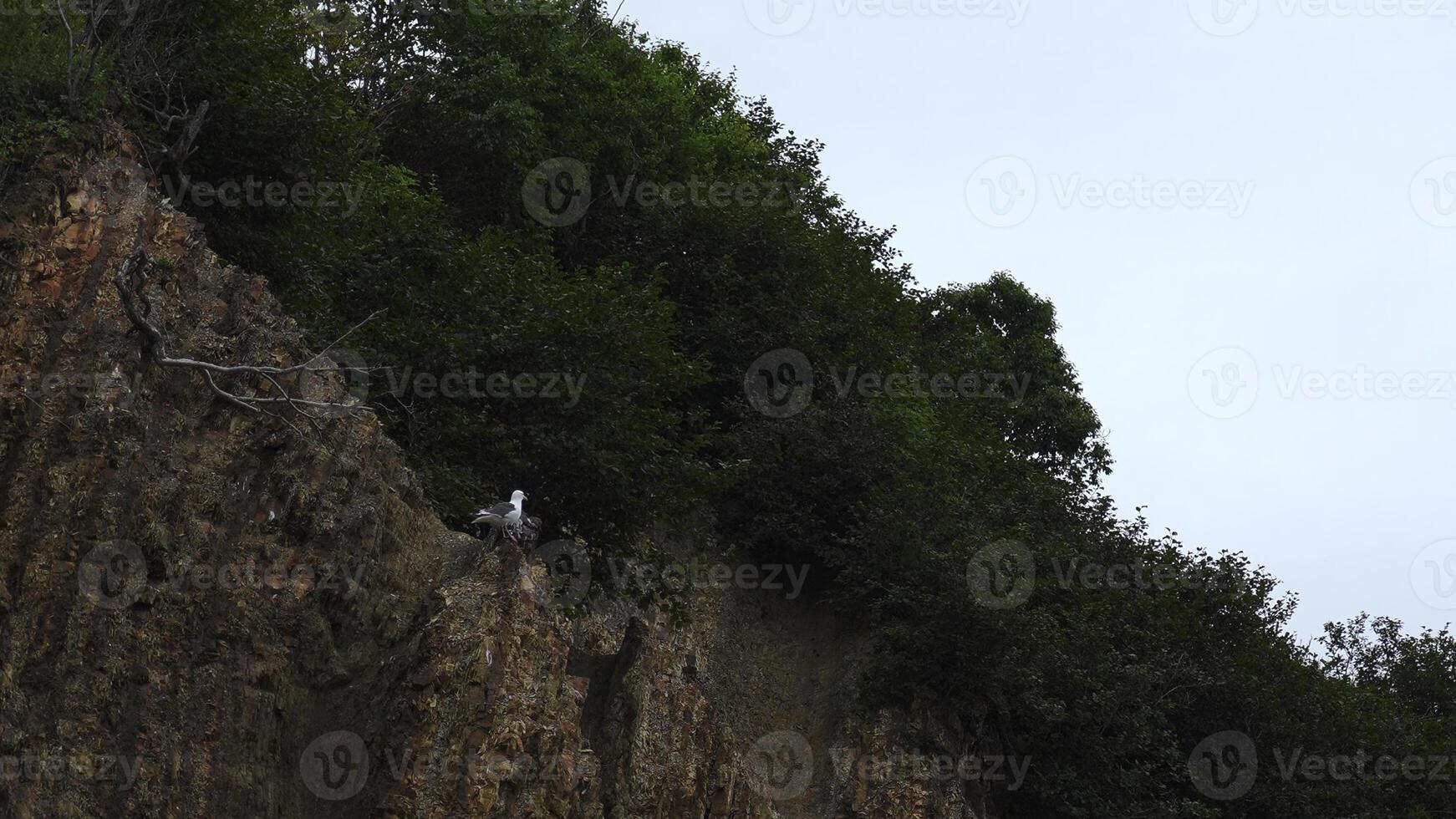 Möwe ist Sitzung auf Felsen mit Grün Gebüsch. Clip. Möwe sitzt auf schier Cliff auf Hintergrund von Grün Vegetation auf wolkig Tag. Möwe auf Felsen mit Wald auf Küste foto