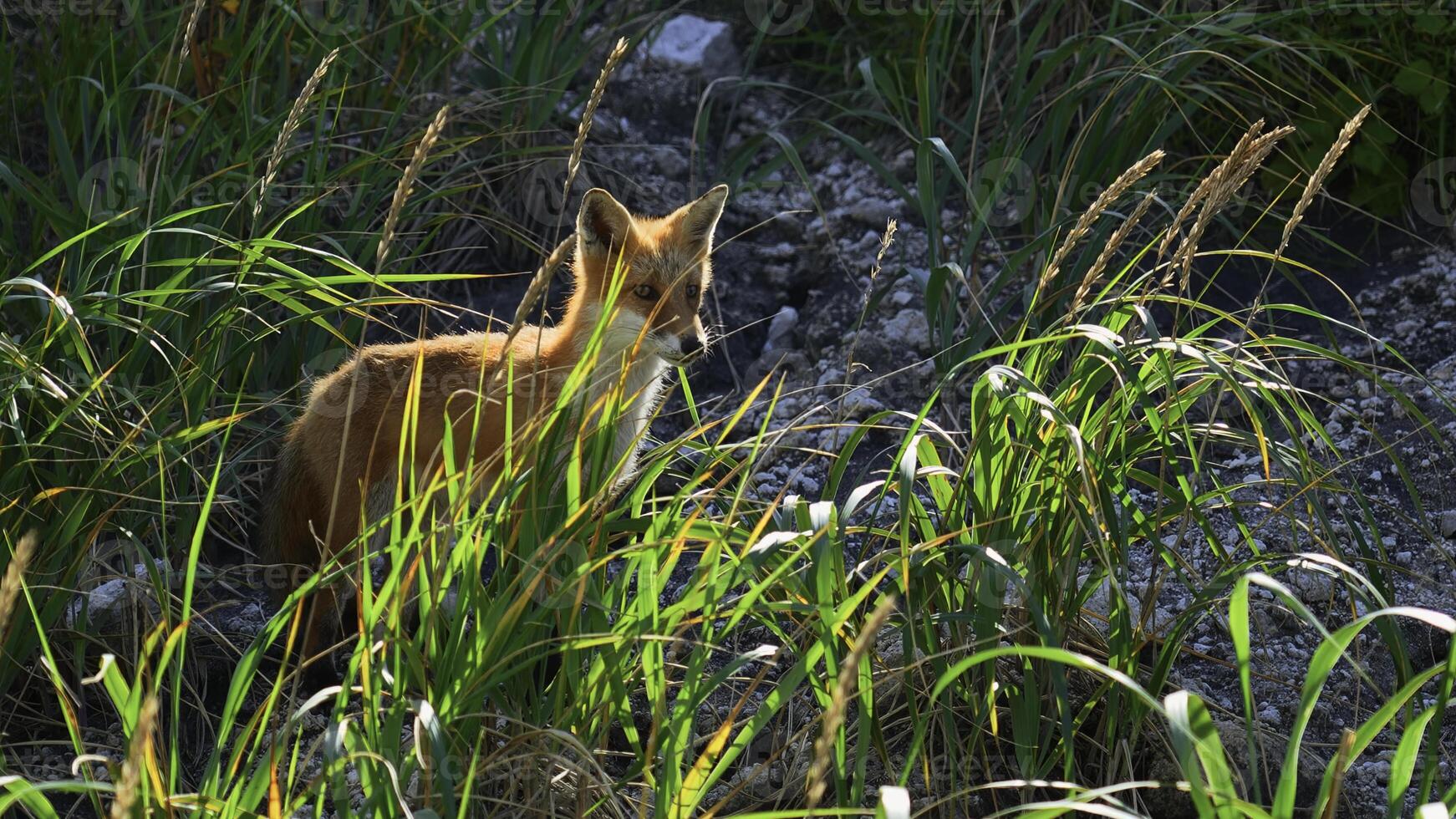 rot Fuchs im Gras. Clip. rot Fuchs läuft entlang Stein Steigung mit Grün Gras. Schießen Tierwelt mit rot Fuchs und hoch Grün Gras foto