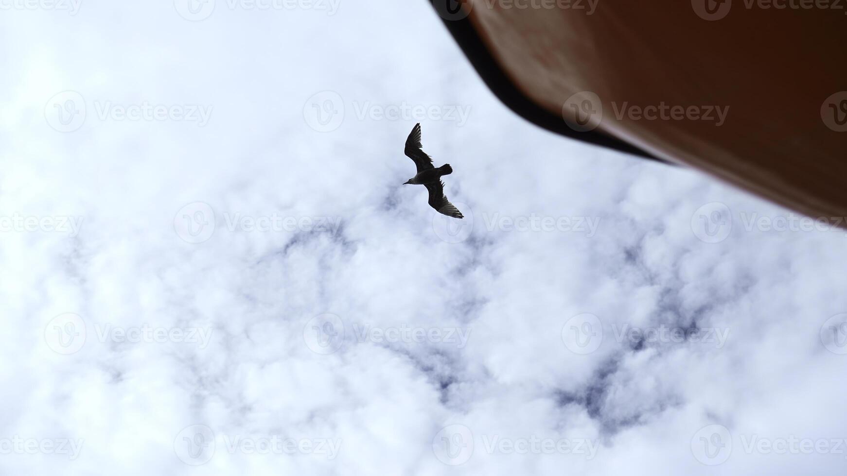 fliegend Möwen beim schwebend Schiff. Clip. Aussicht von unten von fliegend Möwen im Blau Himmel. Schiff Segel mit fliegend Möwen im Himmel foto