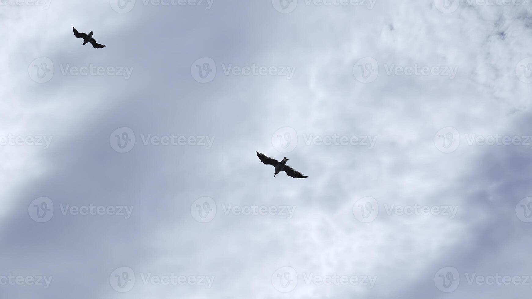 Meer Möwe fliegt im Blau Himmel auf sonnig Tag. Clip. schön Meer Möwe Flug im Himmel. Aufpassen Flug von Meer Möwe auf Hintergrund schön Himmel foto