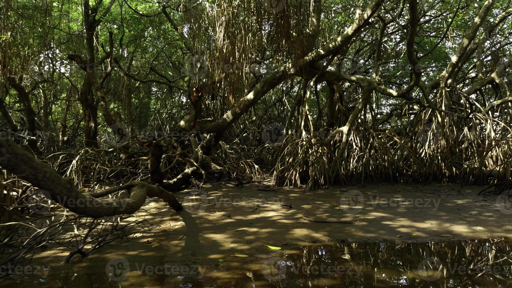 Fluss im Regenwald von Australien. Aktion. Ruhe Fluss und Dschungel im heiß Sommer- Region. foto