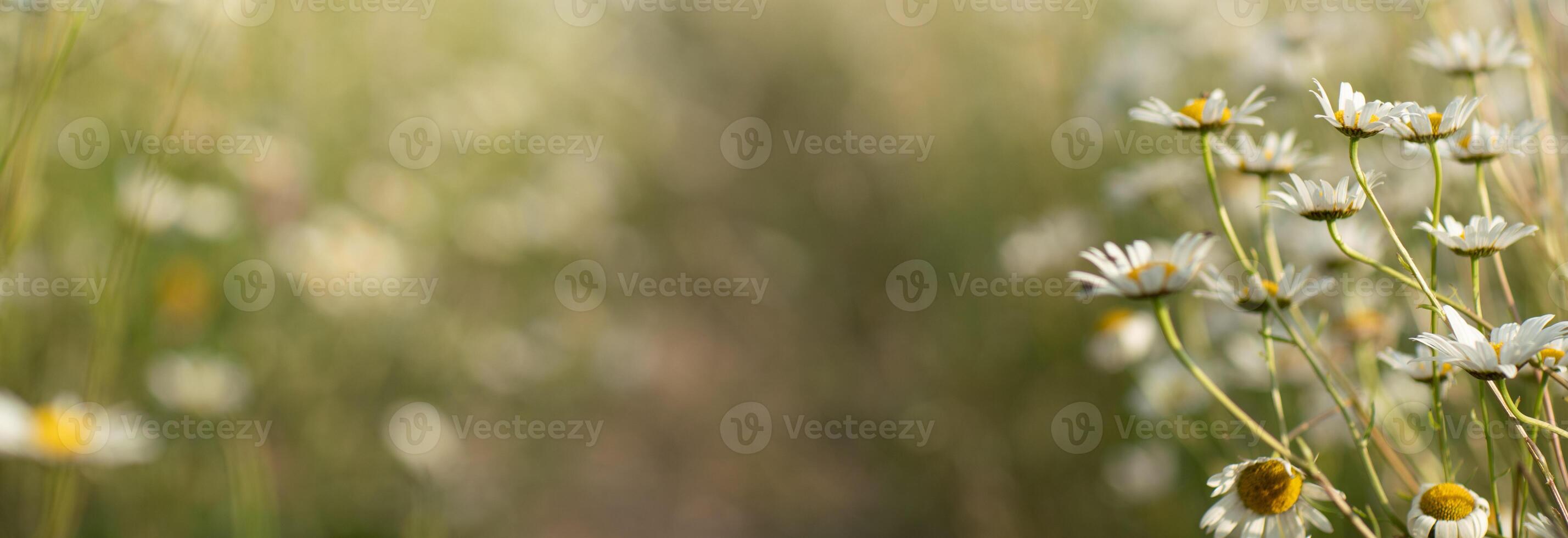 Gänseblümchen Kamille Hintergrund. schön Natur Szene mit Blühen Kamille im Sonne aufflackern. sonnig Tag. Sommer- Blumen. foto