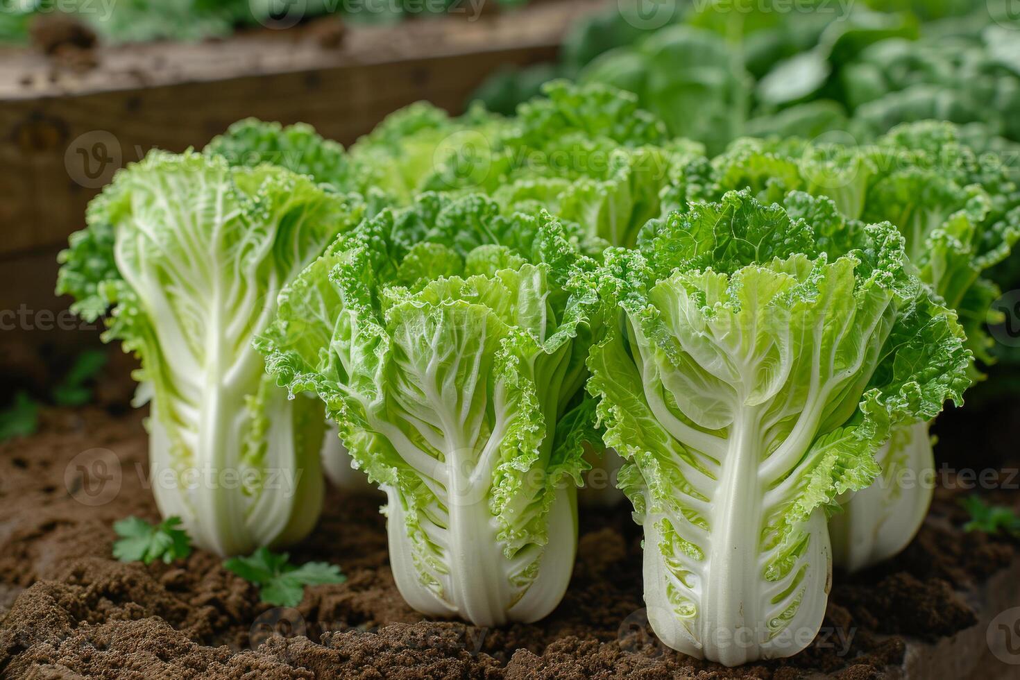 ai generiert frisch organisch Grün Kohl wachsend auf das Bauernhof foto