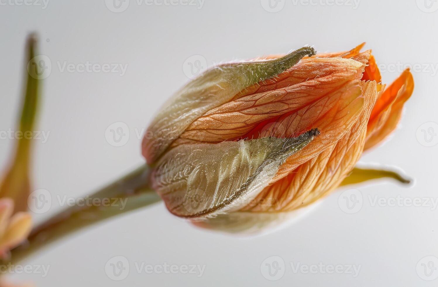 ai generiert ein Blume Knospe. Nahansicht von das zurück von ein öffnen Ringelblume Knospe foto