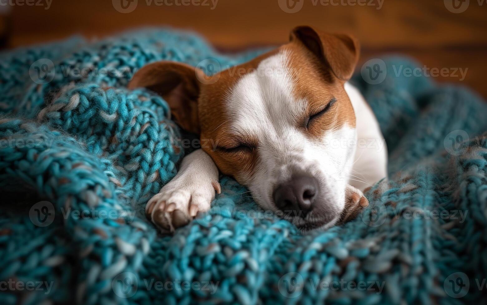 ai generiert schließen oben von ein friedlich Jack Russell Terrier Schlafen solide, zusammengerollt oben im ein gemütlich blaugrün gestrickt Decke foto