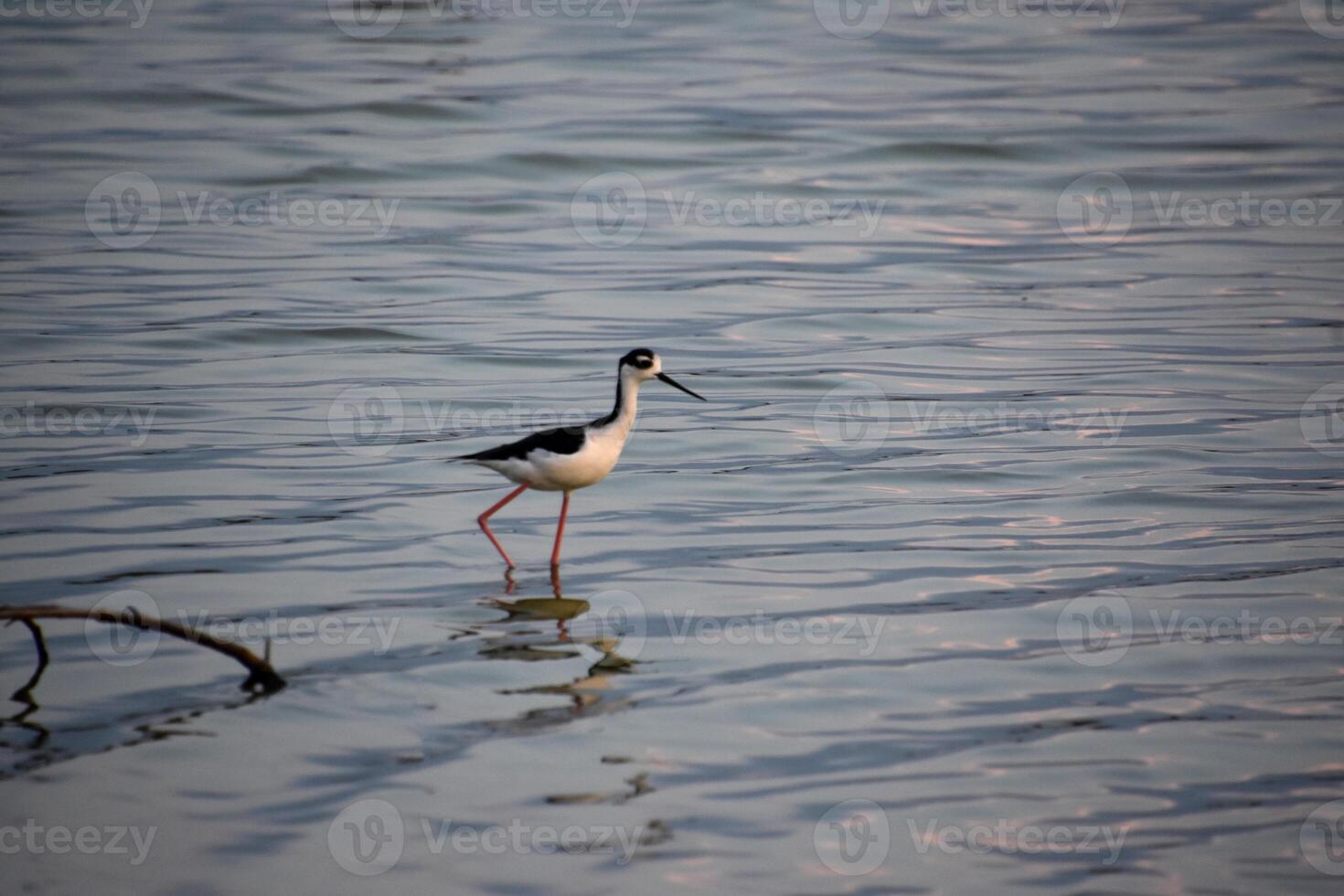 Strandläufer Vogel Gehen im flach Ozean Wasser foto