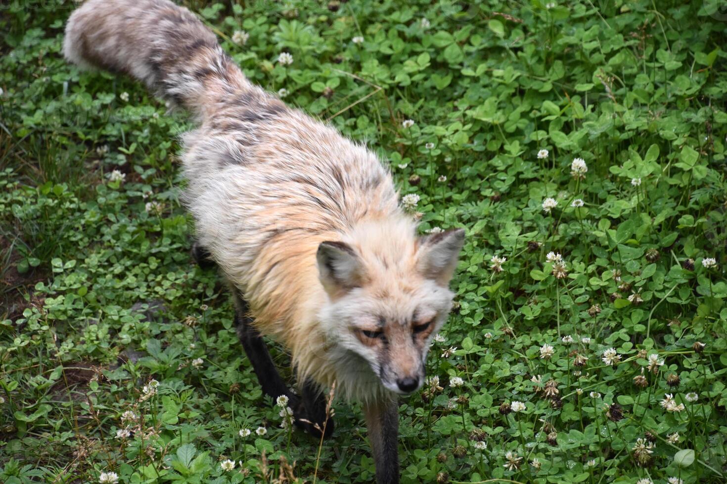 suchen Nieder auf ein flauschige rot Fuchs foto