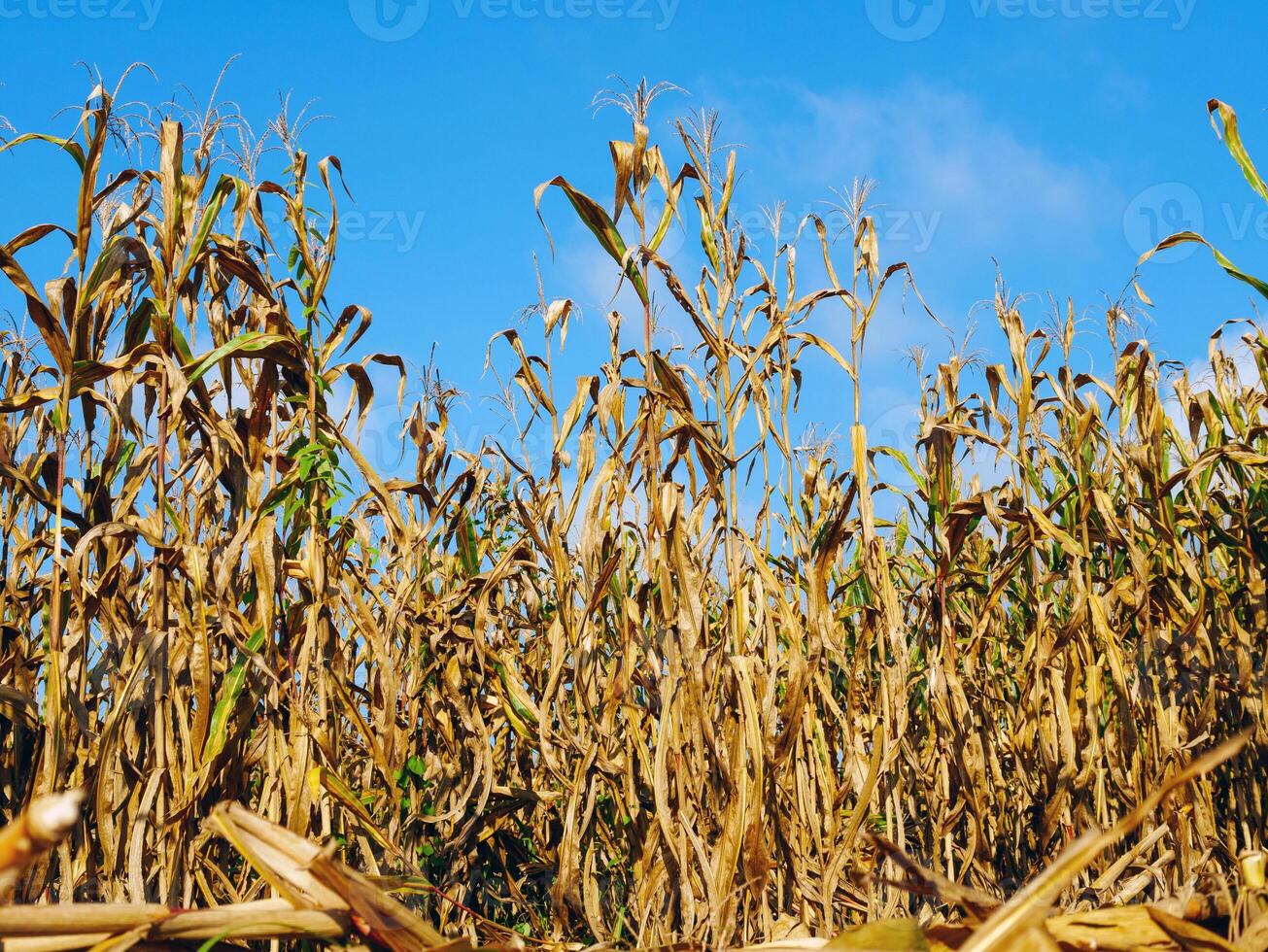 Mais Feld während Ernte und Blau Himmel, trocken Mais Felder bereit zum Ernte foto