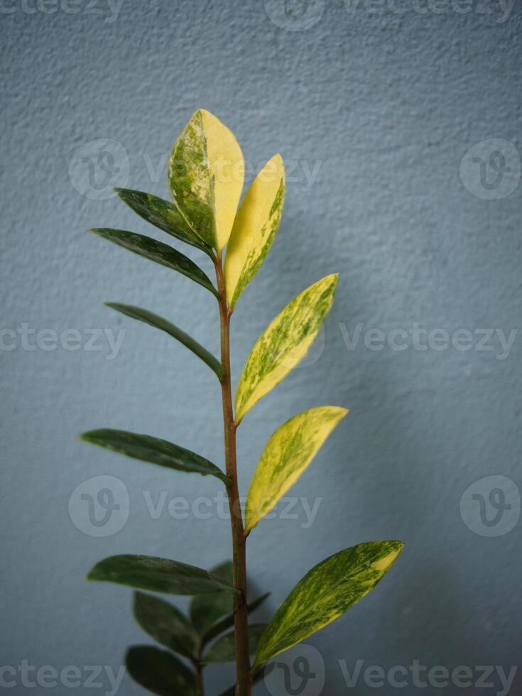 bunt Zamioculcas zamifolia auf Blau Hintergrund foto