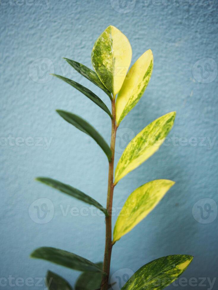 bunt Zamioculcas zamifolia auf Blau Hintergrund foto