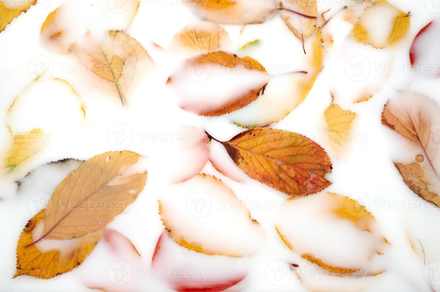 Weiß Flüssigkeit fast vollständig Abdeckungen das Hintergrund von gefallen Gelb Blätter foto