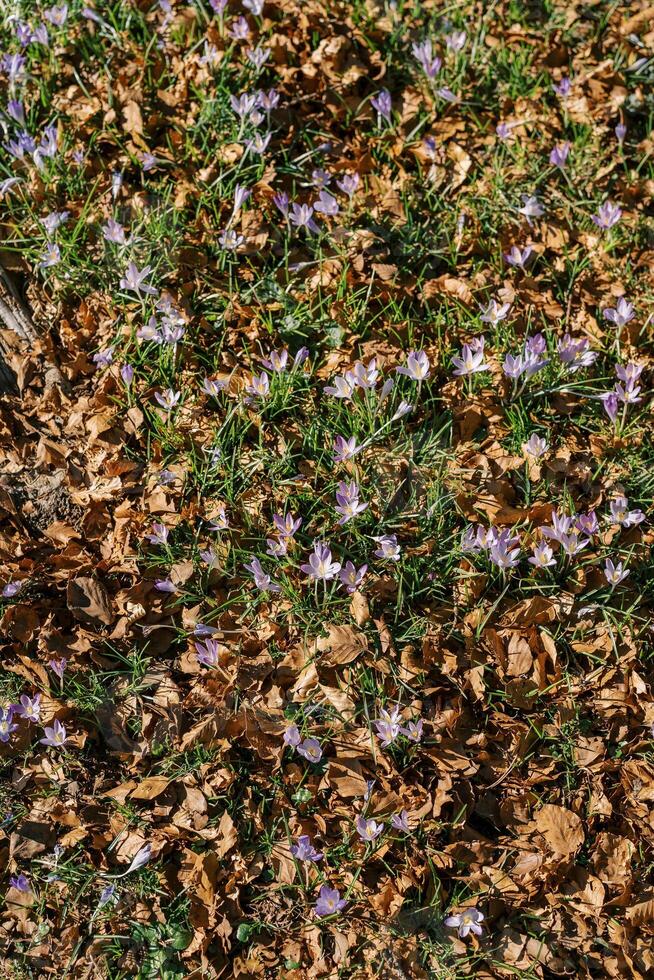 lila Krokusse wachsen im ein Clearing unter gefallen trocken Blätter foto