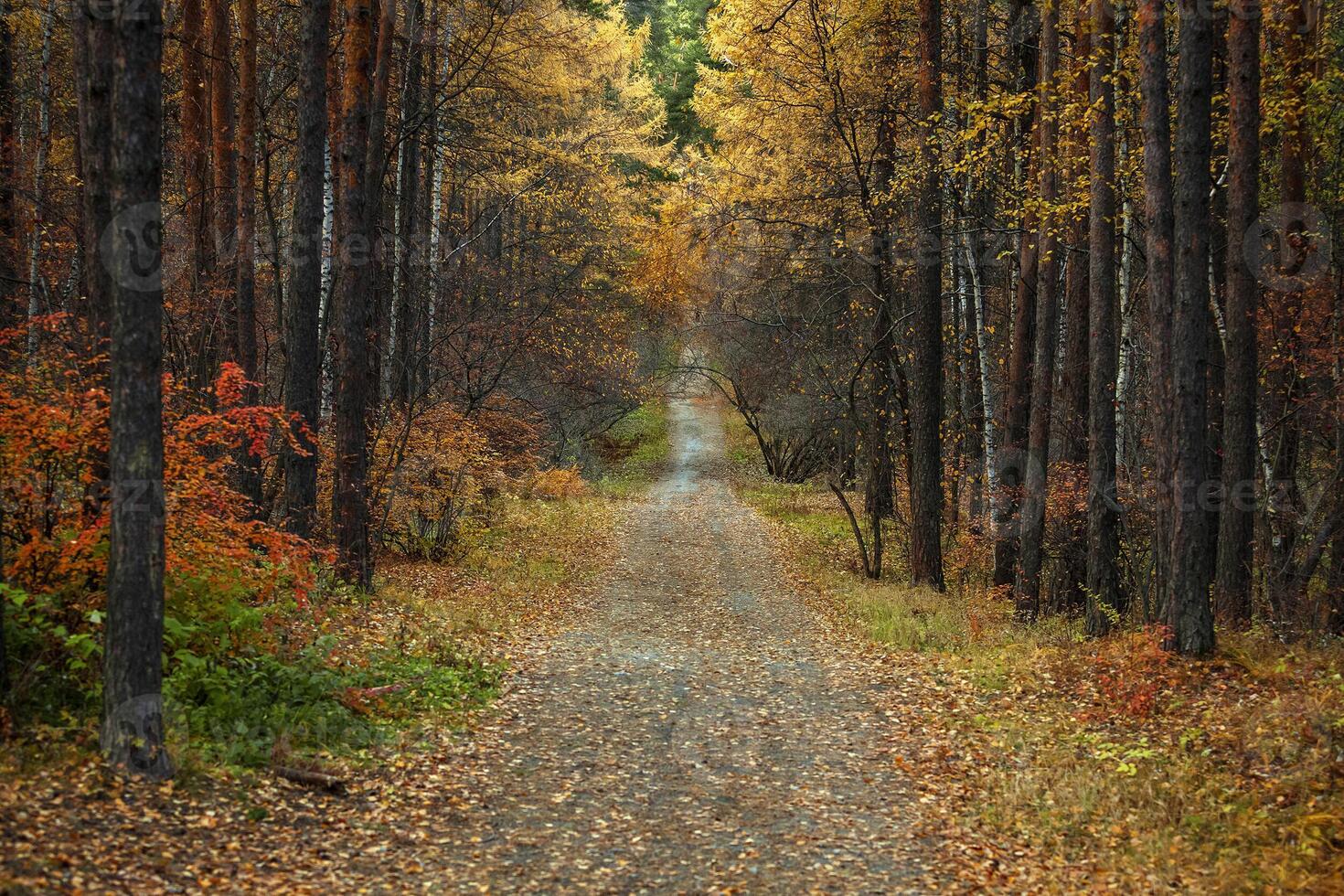 schöne Gasse im Herbstwald foto