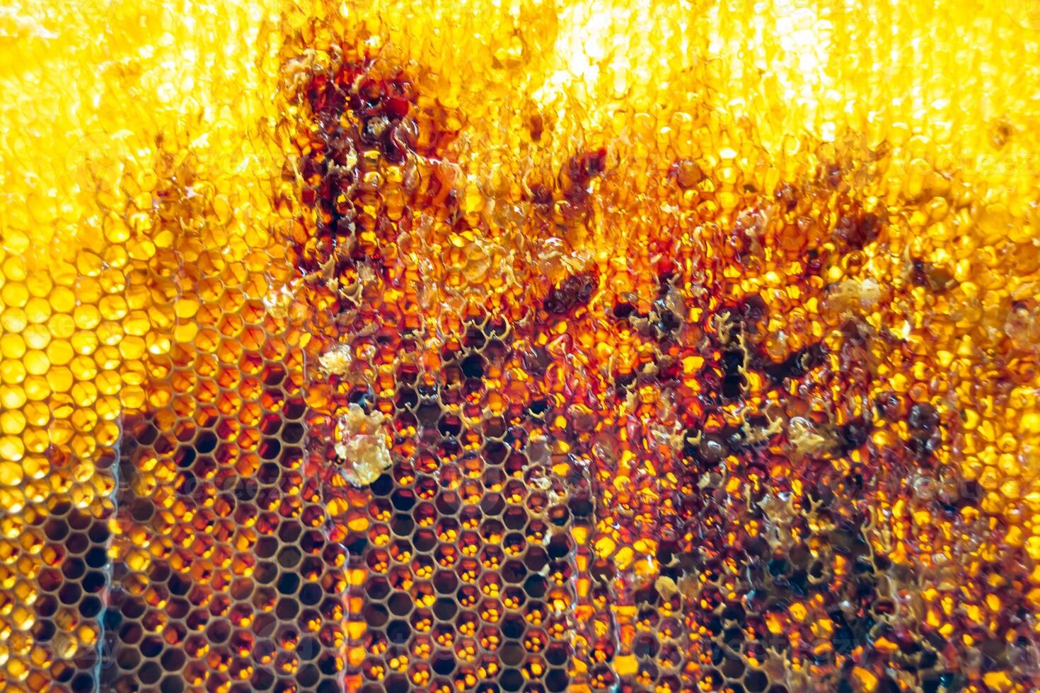 Tropfen Bienenhonig tropfen aus sechseckigen Waben, die mit goldenem Nektar gefüllt sind foto