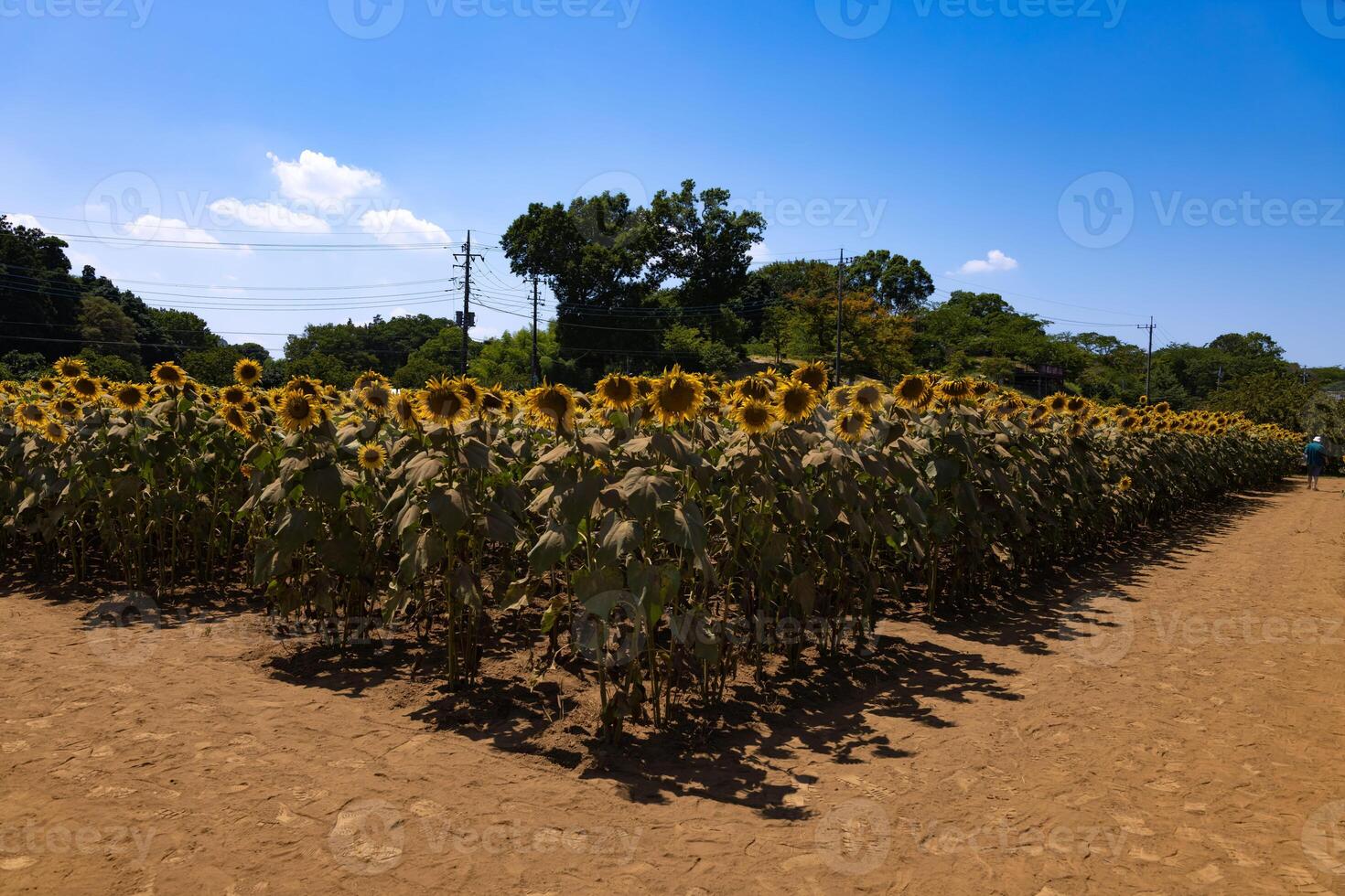 Sonnenblumen und Windmühle und Grün Bäume beim das Bauernhof sonnig Tag breit Schuss foto