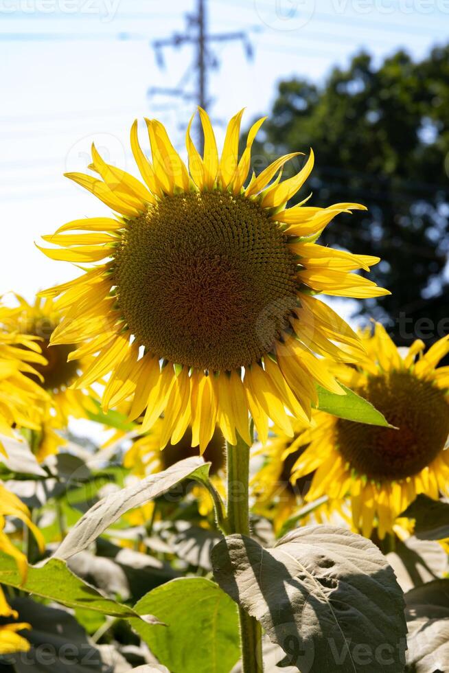 Sonnenblumen beim das Bauernhof sonnig Tag schließen oben foto