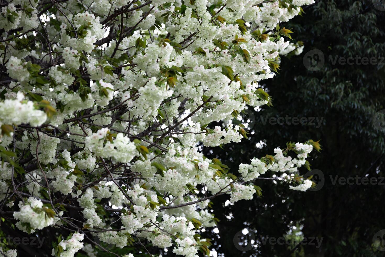 ukon Kirsche Blumen schwankend im das Wind wolkig Tag foto