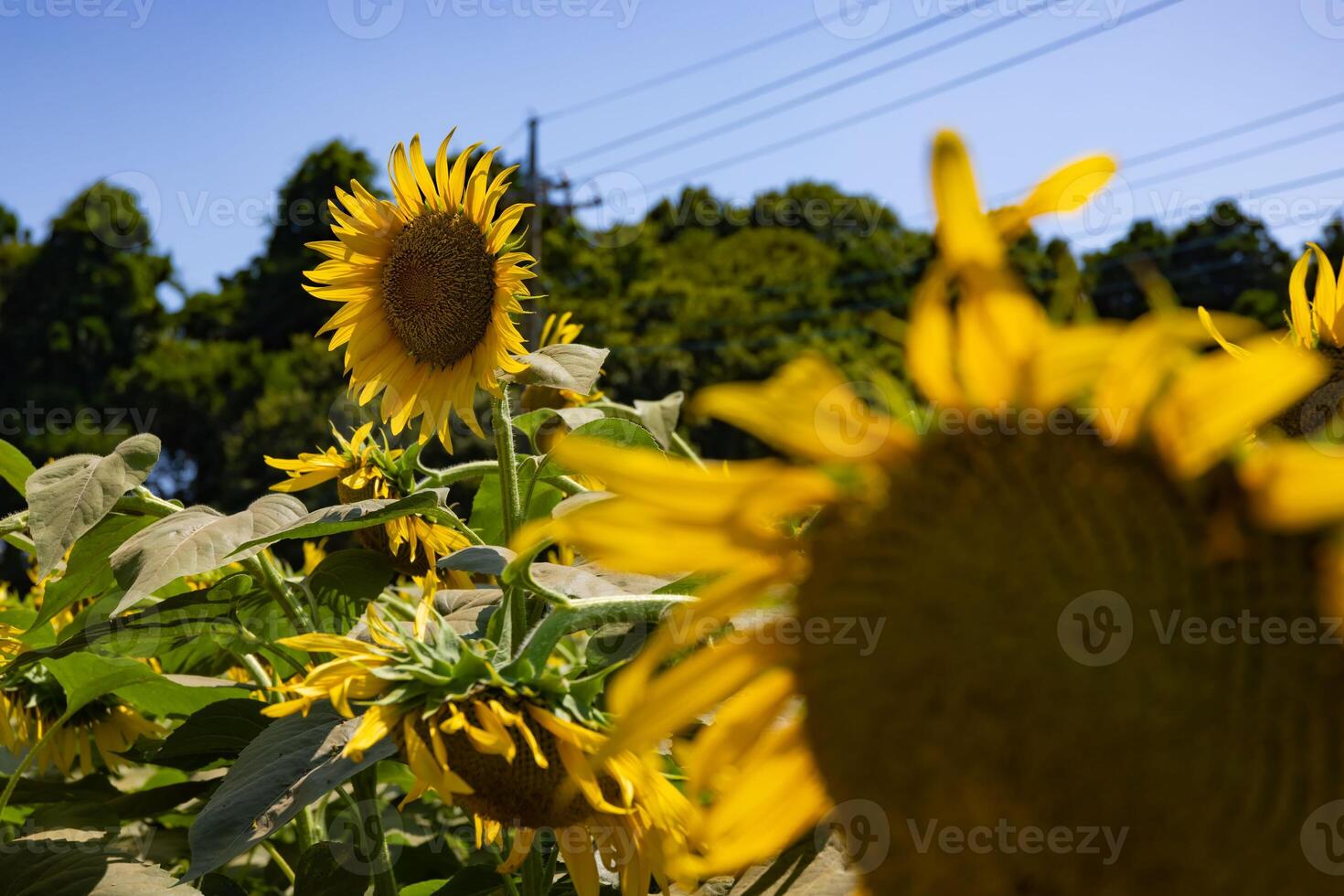 Sonnenblumen beim das Bauernhof sonnig Tag foto