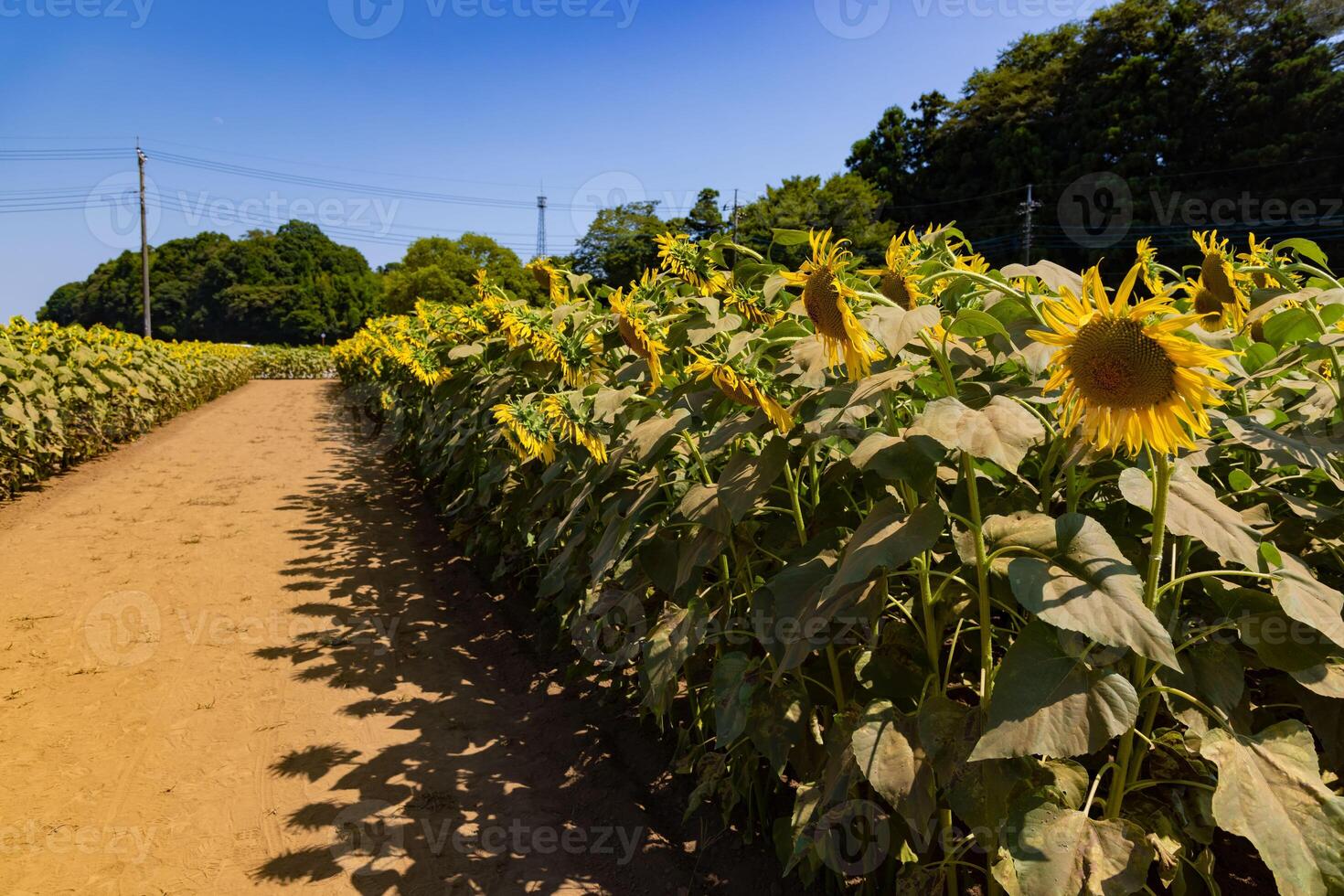 Sonnenblumen von das Bauernhof in der Nähe von das Grün Bäume sonnig Tag foto