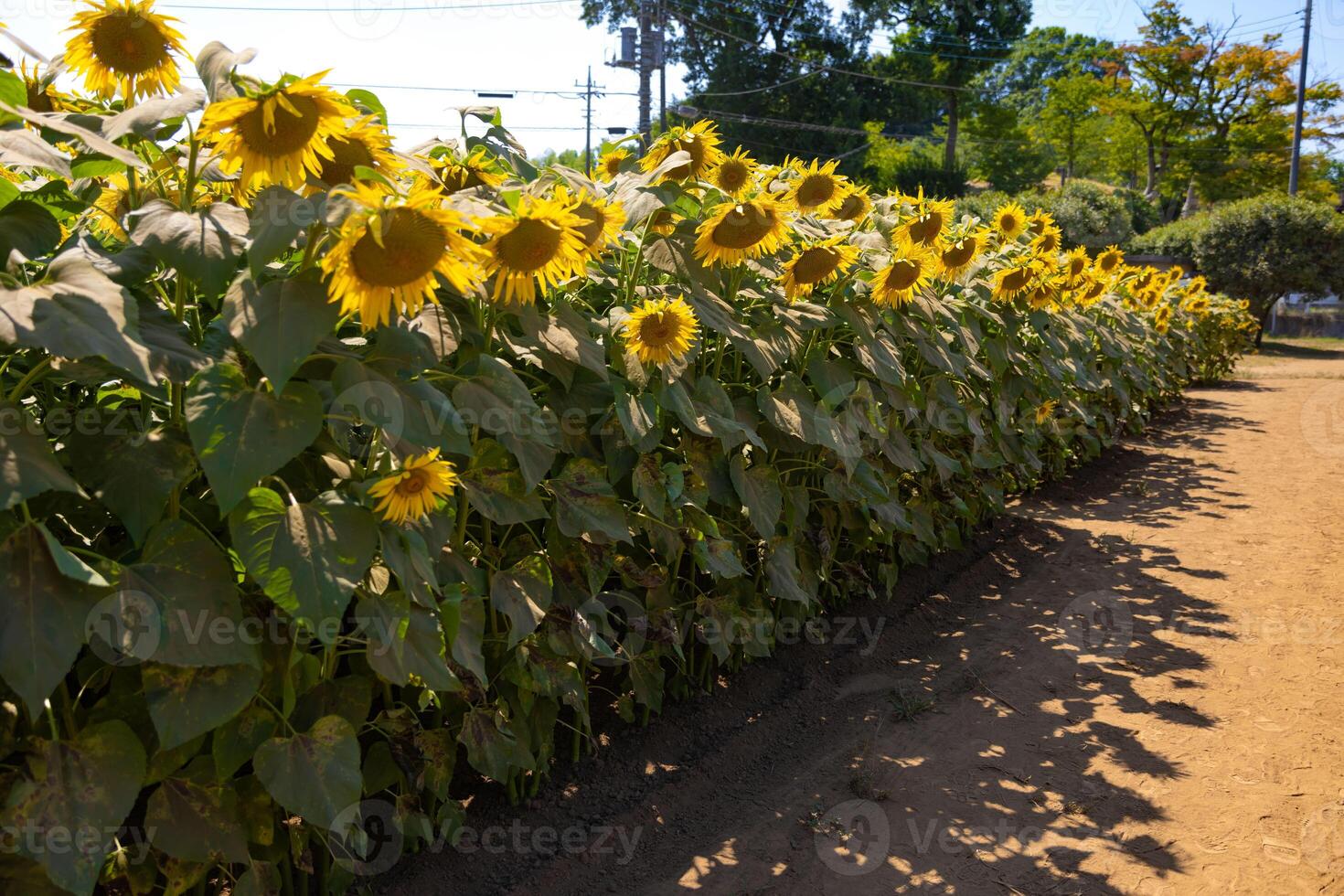 Sonnenblumen von das Bauernhof in der Nähe von das Grün Bäume sonnig Tag foto