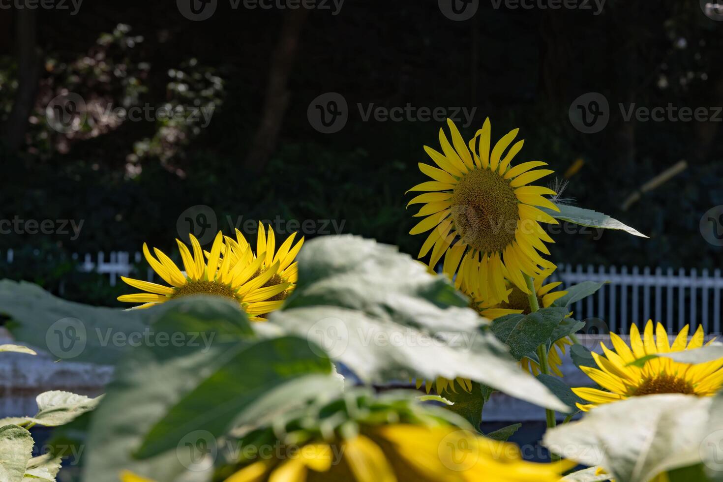 Sonnenblumen beim das Bauernhof sonnig Tag foto