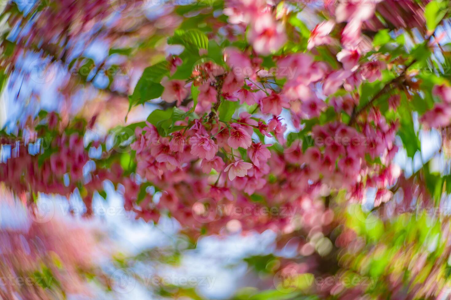 Kawazu Kirsche Blüten wirbelnd verwischen im Frühling Jahreszeit schließen oben foto