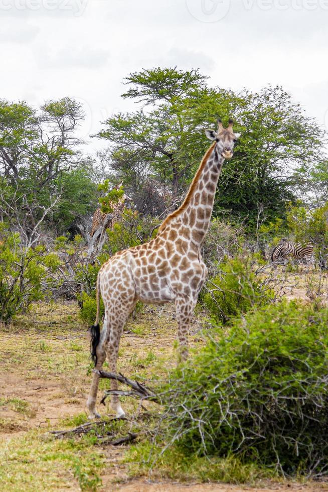 schöne majestätische Giraffen Zebras Kruger Nationalpark Safari Südafrika. foto