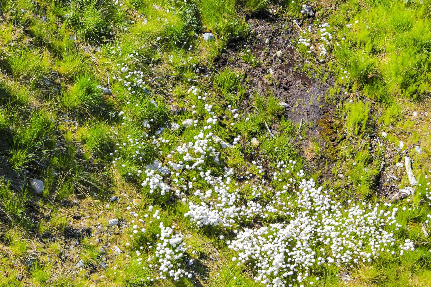 Wiese mit flauschigen weißen Blumen, Hemsedal, Norwegen. foto