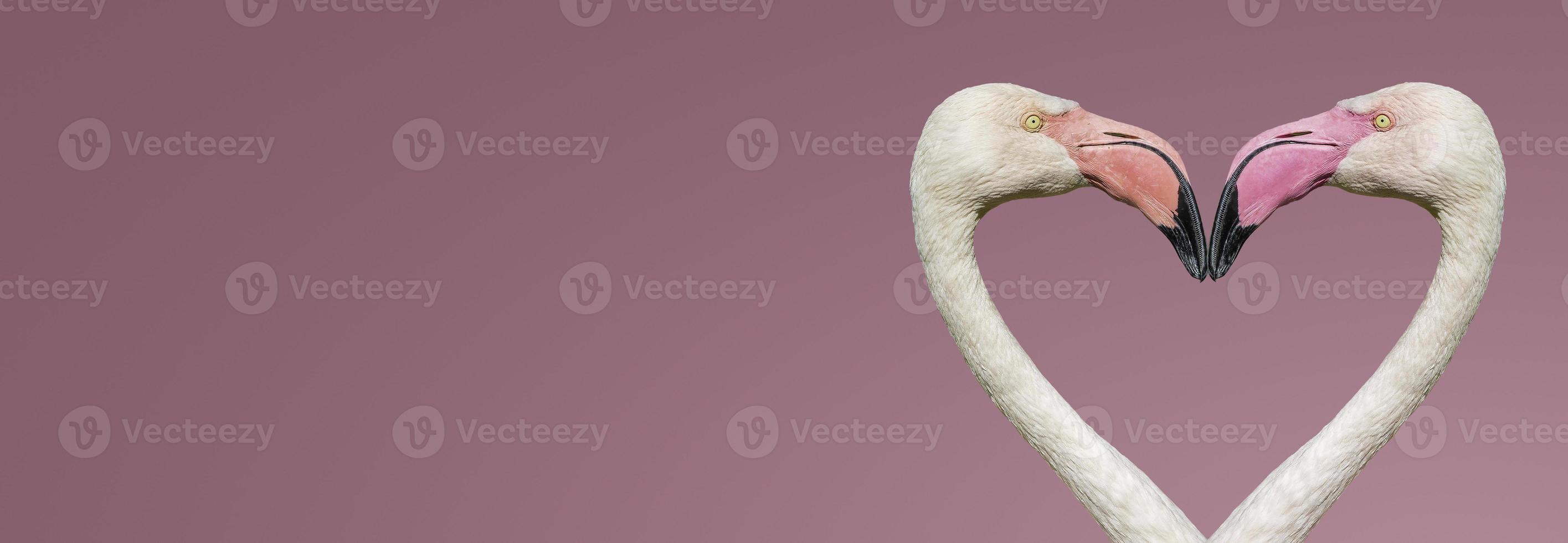 Banner mit zwei rosigen Flamingos, die eine Herzform mit ihren Köpfen und Hälsen bilden, isoliert auf glattem hellrosa oder rosigem Hintergrund mit Kopienraum für Text, Nahaufnahme, Details. Liebe und Glamour-Konzept foto