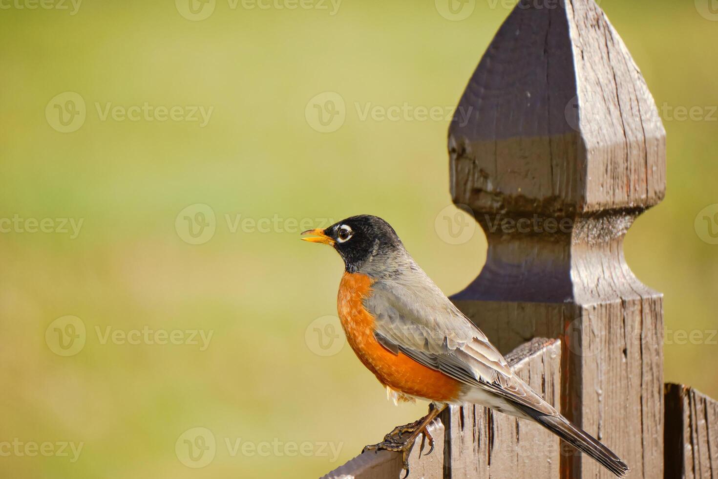 amerikanisch Robin thront auf ein braun Zaun während das früh Morgen Std im Winter foto