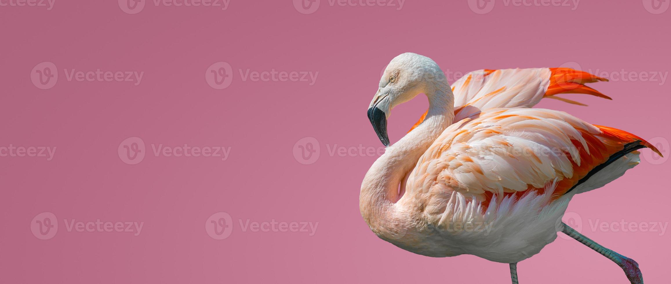 Banner mit rosigem chilenischem Flamingo einzeln auf glattem hellrosa oder rosigem Hintergrund mit Kopienraum für Text, Nahaufnahme, Details. Liebe und Glamour-Konzept. foto