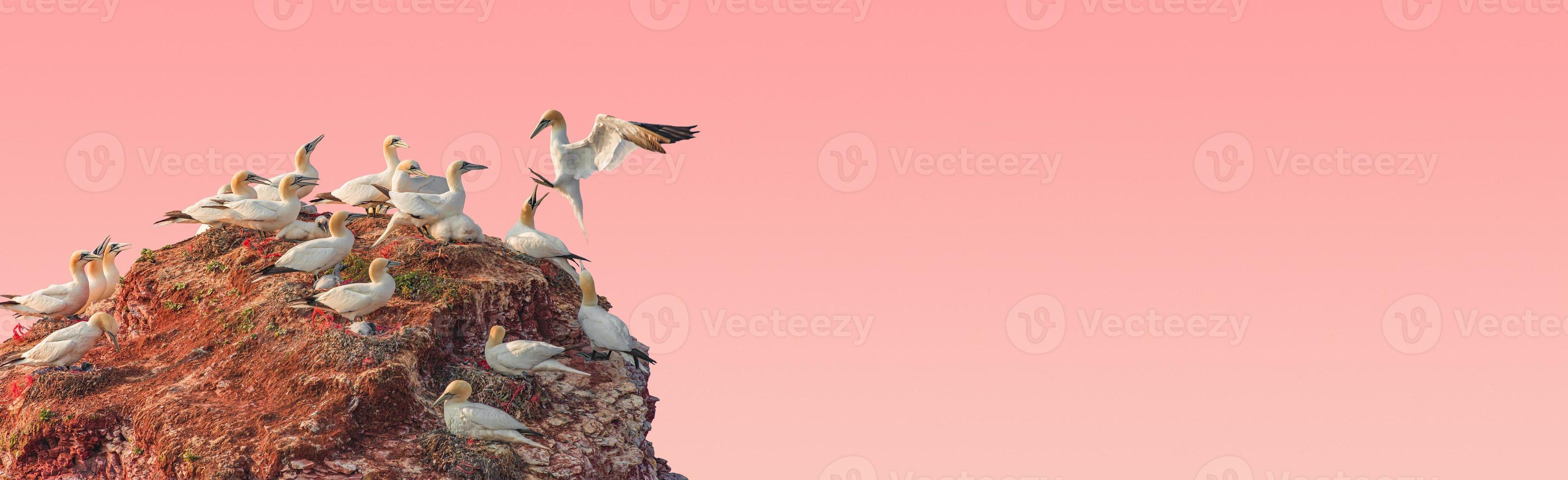 Banner mit einer Rookery von schönen Nordatlantik-Tölpelvögeln auf kleiner Felseninsel bei rosigem Sonnenuntergang Himmelsverlaufshintergrund mit Kopienraum für Text, Nahaufnahme, Details. Liebe und Glamour-Konzept. foto